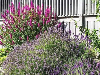 a bunch of purple flowers in front of a fence at 6 person holiday home in Åsenfjord-By Traum in Hopla