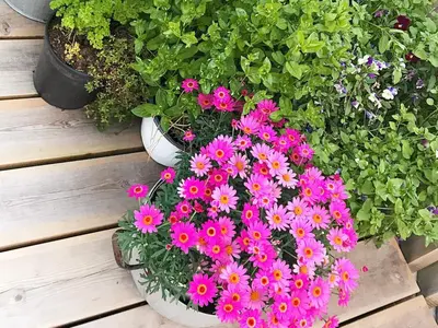 a bunch of pink flowers in a pot at 6 person holiday home in Åsenfjord-By Traum in Hopla
