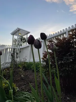 a group of purple flowers in front of a white fence at Studio Leilighet, nyoppusset in Langevåg