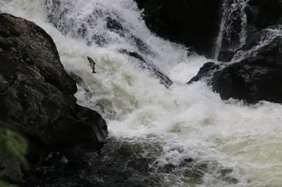 a person riding a wave in a waterfall at Gaulabua - cozy cabin by the river Gaula in Haltdalen