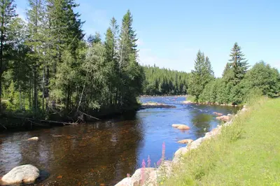 a river with rocks and trees on the side at Gaulabua - cozy cabin by the river Gaula in Haltdalen