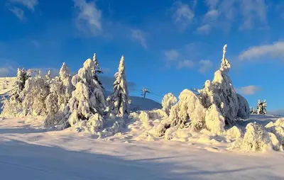 a group of trees covered in snow at Stunning Home In Gol With Sauna in Gol